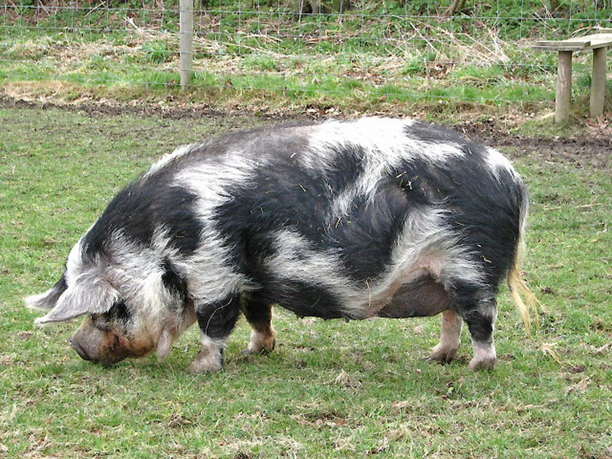Clean, well-kept pigs on pasture